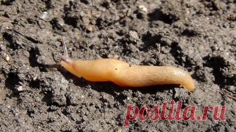 Моллюски на огороде: борьба со слизнями