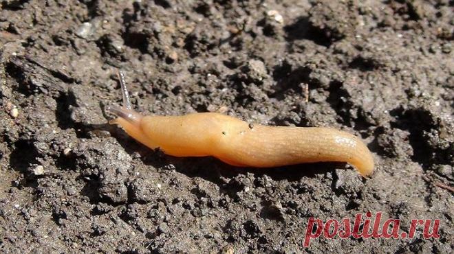 Моллюски на огороде: борьба со слизнями