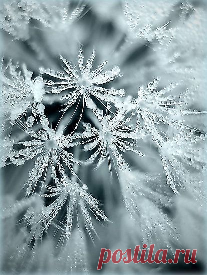 Frosty | Greeting Card