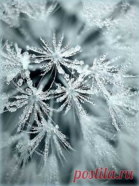 Frosty | Greeting Card