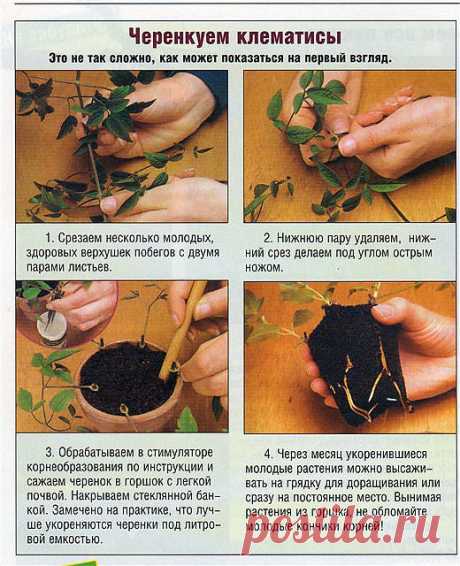 Черенкуем клематисы