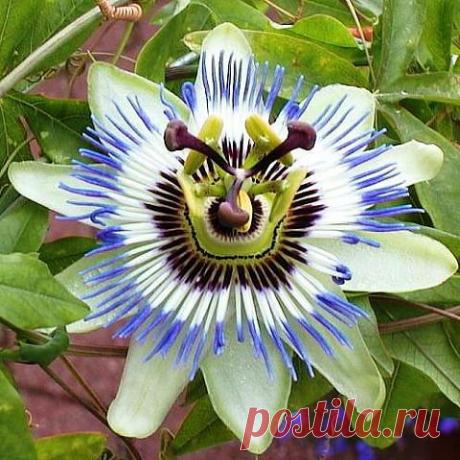 (89) Одноклассники