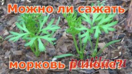 Можно ли сажать морковь в июне?