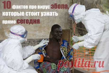 10 фактов про вирус эбола, которые стоит узнать прямо сегодня! | ЖЕНСКИЙ МИР