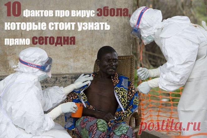 10 фактов про вирус эбола, которые стоит узнать прямо сегодня! | ЖЕНСКИЙ МИР