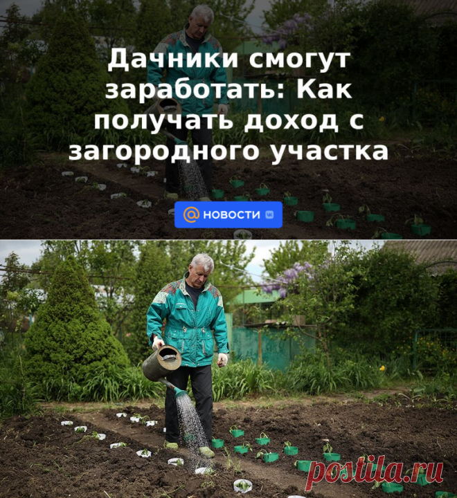 Дачники смогут заработать: Как получать доход с загородного участка | 19 мая 2023 - Новости Mail.ru