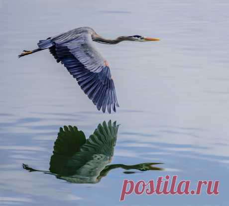 Reflected Flying Blue Heron
