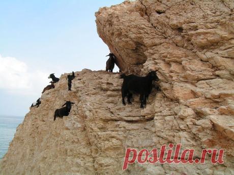 Леденящие душу фотографии горных козлов — Болтай