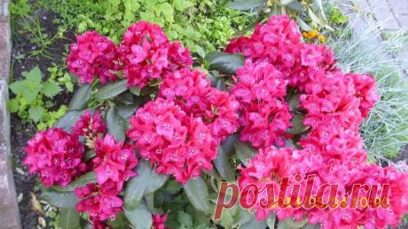 Дачные хитрости
Людмила Табуцадзе(Егошина)