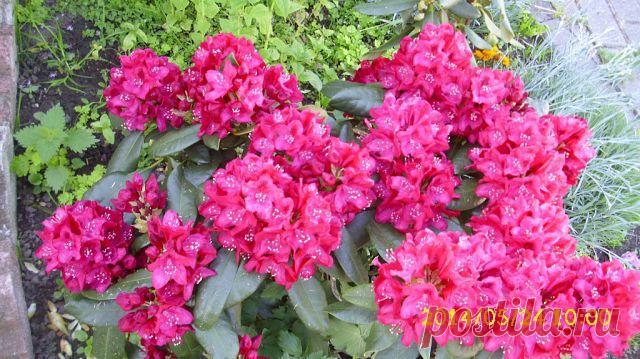 Дачные хитрости
Людмила Табуцадзе(Егошина)