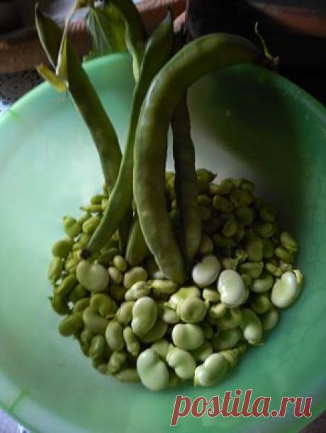 Ну вот,последние бобы собрали,приготовлю сегодня с ветчиной. Калабрия, Италия