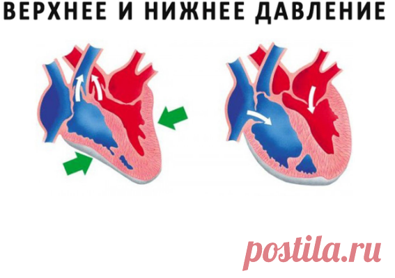 Что страшнее, повышение верхнего или нижнего давления. В чем различия
Гипертония очень частое явление у населения планеты Земля и причём возрастные рамки...
Читай дальше на сайте. Жми подробнее ➡