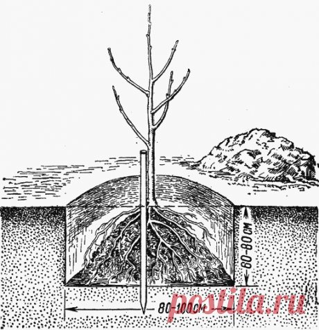 Сажаем груши — 6 соток