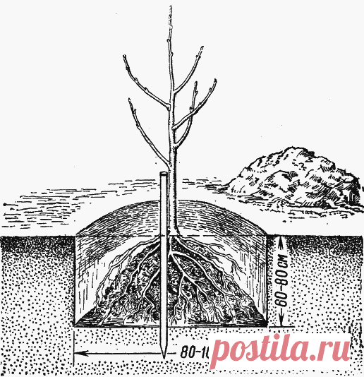 Сажаем груши — 6 соток