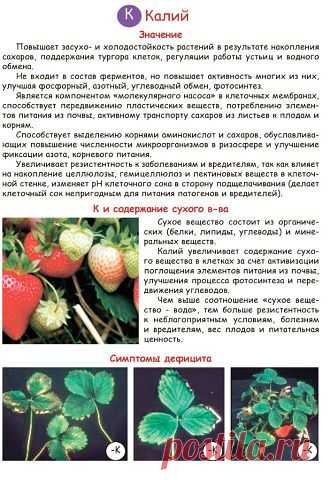 Питомник Земляничная поляна Елена
Россия, Ростовская область. с Чалтырь.
все её фото