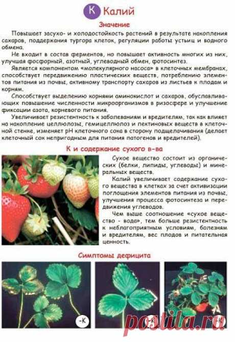 Питомник Земляничная поляна Елена
Россия, Ростовская область. с Чалтырь.
все её фото