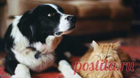 Зоопсихолог Хватов назвал базовые эмоции домашних животных. Зоопсихолог, заведующий кафедрой общей психологии Московского института психоанализа Иван Хватов рассказал об эмоциях животных, с помощью которых они понимают мир. Читать далее