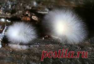 Что делать, если в погребе плесень | Дача - впрок