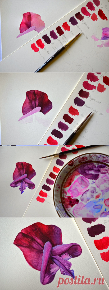 Botanical and Nature Art by Krzysztof Kowalski: Searching for the right color [Sweet Pea]