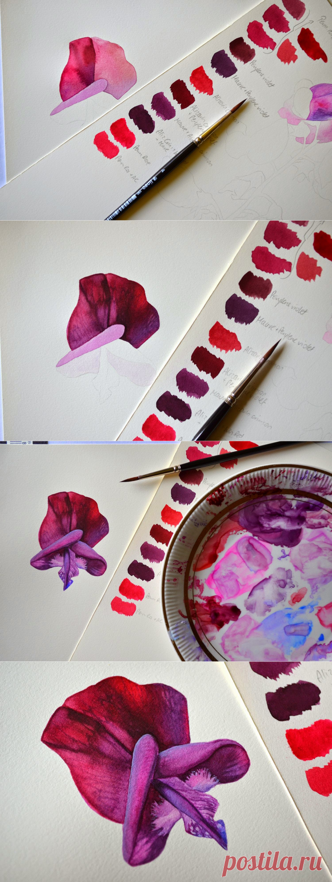 Botanical and Nature Art by Krzysztof Kowalski: Searching for the right color [Sweet Pea]