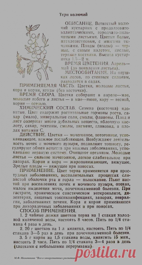 Терн колючий