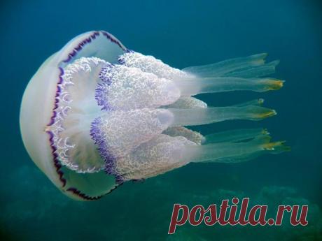 Опасные животные Черного моря 
Черное море не относится к тропическим морям, кишащими ядовитыми рыбами и опасными животными. Здесь нет - ни электрических скатов, ни акул-людоедов, ни португальских корабликов, ни зубастых мурен, од…