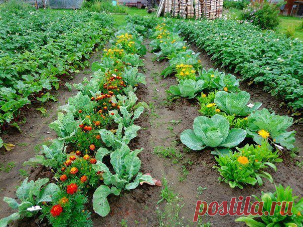 Gallery.ru / Овощи, которые стоит посадить рядом друг с другом. - Разности) - appolinaria74