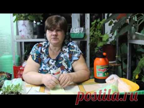 Непременно их посадите!И вы не пожалеете! Лук-порей и базилик.
