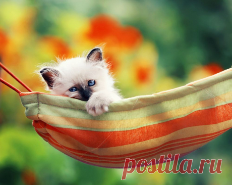 Котенок в гамаке.