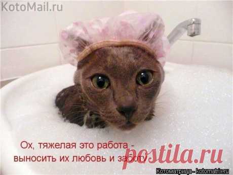 За окном хорошая погода! | KotoMail.ru