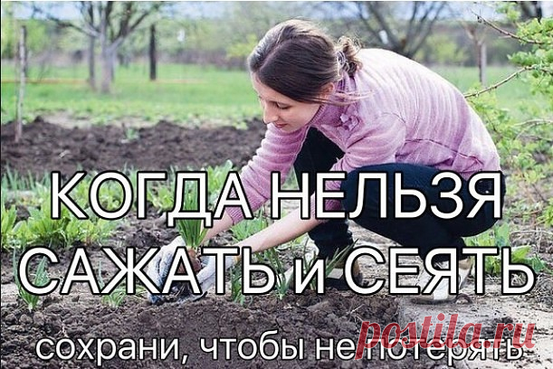 КОГДА НЕЛЬЗЯ САЖАТЬ и СЕЯТЬ

Народные приметы для садоводов-огородников!

- Картофель нельзя сажать на Вербной неделе, по средам и субботам - будет портиться.

- Если весна ранняя, то капусту, как и лук сеют на четвертой неделе Великого поста или позже - на пятой.

- Если весна запаздывает, то производят посев в последние дни Страстной недели, особенно в субботу.

- Подсолнухи лучше сажать в субботу, до восхода солнца или после его захода. Последнее предпочтительнее. При п...
