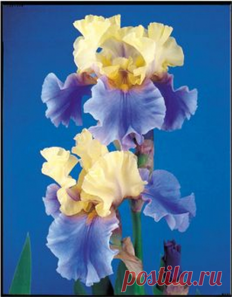 Edith Wolford | Award Winners  |  Найдено на сайте schreinersgardens.com.