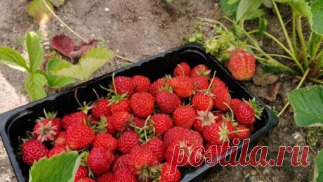 Раньше было “клубники мало”. Применил советы из старого журнала – и теперь всегда богатый урожай (3 основных шага) | О Фазенде. Загородная жизнь | Дзен