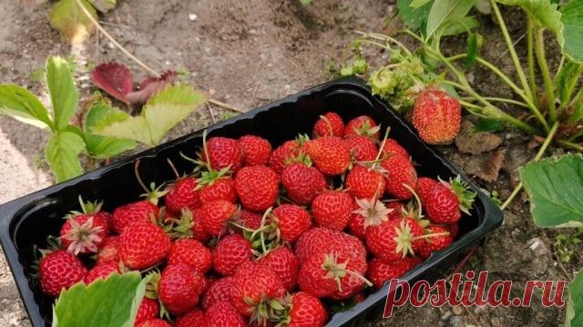 Раньше было “клубники мало”. Применил советы из старого журнала – и теперь всегда богатый урожай (3 основных шага) | О Фазенде. Загородная жизнь | Дзен