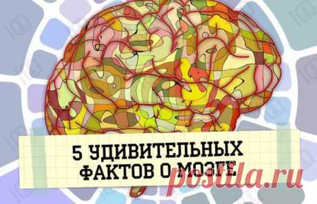 Пять удивительных фактов о мозге Человеческий мозг обладает большими возможностями, чем мы думаем. Его можно тренировать и заставлять работать иначе. А это, в свою очередь, определяет то, какой будет наша жизнь.