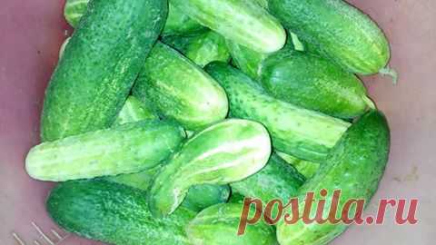 Огурцов море!Поделитесь своим самым классным рецептом маринованных огурчиков.
Сижу на кухне,жду ваших советов