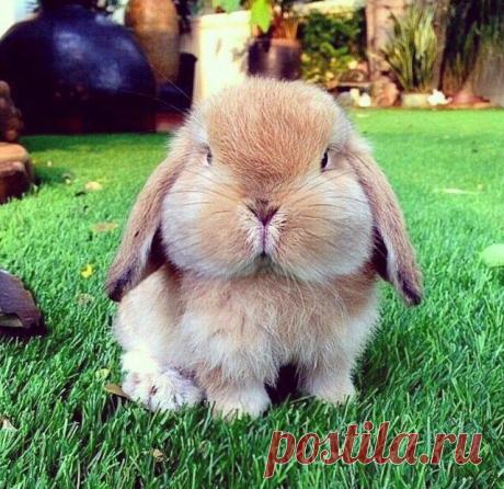 14 Adorable Animals