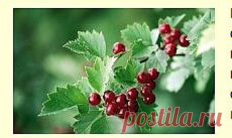 Настойка из боярышника на водке