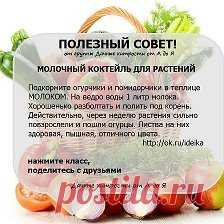 Зинaидa Кoнсyльтaнт по питaнию - Разное | OK.RU Фотоальбом Разное пользователя Зинaидa Кoнсyльтaнт по питaнию в Одноклассниках