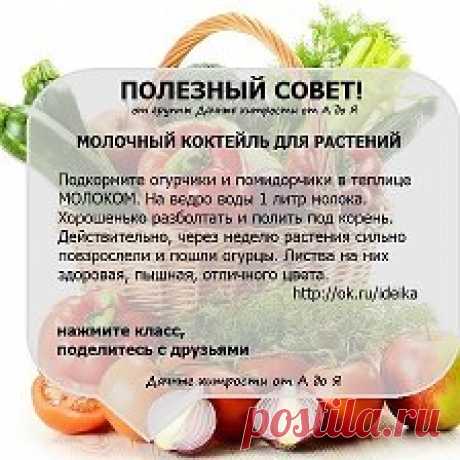 Зинaидa Кoнсyльтaнт по питaнию - Разное | OK.RU Фотоальбом Разное пользователя Зинaидa Кoнсyльтaнт по питaнию в Одноклассниках