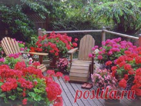 Герань (пеларгония). Особенности ухода