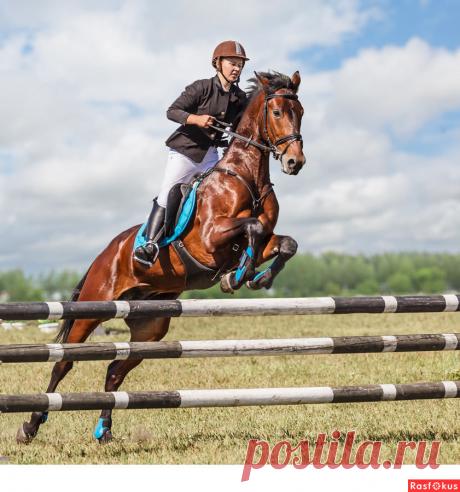 Сан Саныч. Конкур - Фотосайт Расфокус.ру