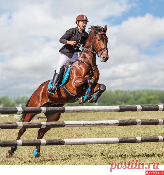 Сан Саныч. Конкур - Фотосайт Расфокус.ру