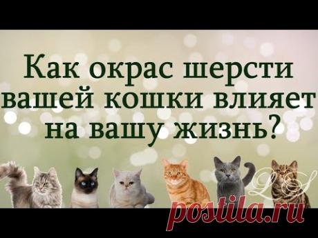 Как окрас шерсти вашей кошки влияет на вашу жизнь. Почему Ваша кошка пришла именно к Вам