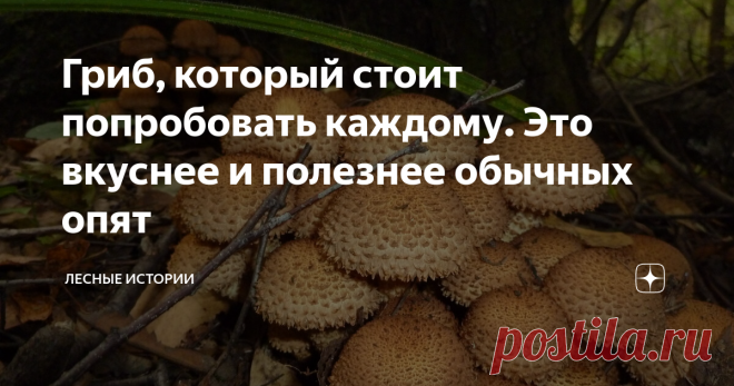 Гриб, который стоит попробовать каждому. Это вкуснее и полезнее обычных опят Много раз встречал грибников, которые собирают только один вид опят – осенние. А ведь среди съедобных опят есть: луговые, летние, зимние и королевские. Именно последний вид употребляют в пищу крайне редко. А между прочим, эти красивые грибы очень вкусны. В сыром виде могут иметь привкус горечи, что дополнительно отпугивает грибников. Королевский опёнок или чешуйчатка очень ценится в Азии. Здесь ег...