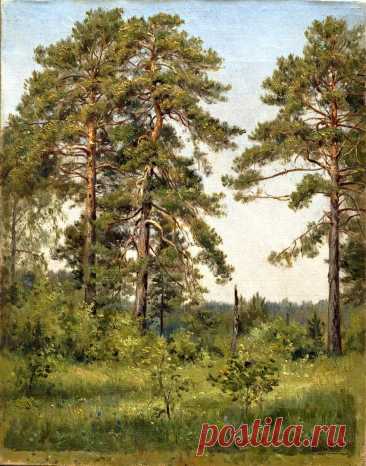 Художник Иван Иванович Шишкин (1832-1898).
"Опушка соснового леса"