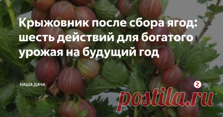 Крыжовник после сбора ягод: шесть действий для богатого урожая на будущий год Крыжовник любят именно за безпроблемность – он может сносно плодоносить даже если за ним вообще не осуществлялся уход, причем приличные урожаи собираются ежегодно. Однако, если не полениться и осуществить уход за крыжовником по рекомендациям специалистов, то на будущий год можно будет хвастать перед соседями и знакомыми своим, рекордным урожаем крыжовника.