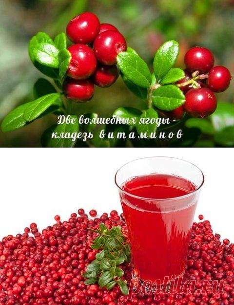Две волшебных ягоды: клюква и брусника