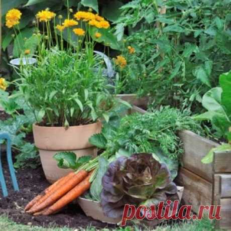 Какие растения сажать на даче в августе?