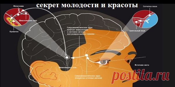 Сенсация! Ученые нашли секрет молодости у человека в голове! Ученые утверждают: именно мелатонин способен подарить человечеству 10-15 лет дополнительной качественной жизни. И вот почему. | Узнал сам - расскажи другому.